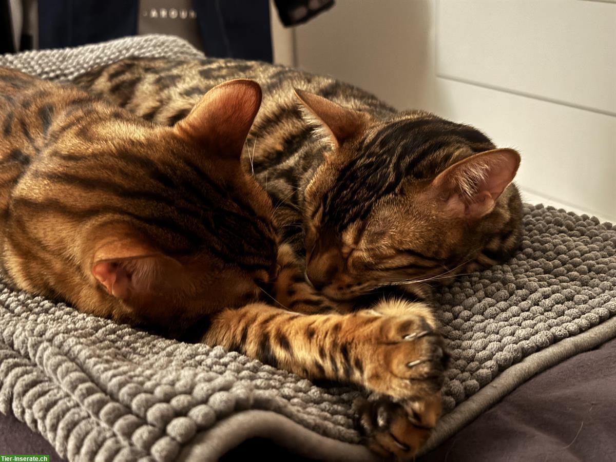 Bild 9: 2 Bengal Katzen 3 Jahre mit Gesundheitszeugnis
