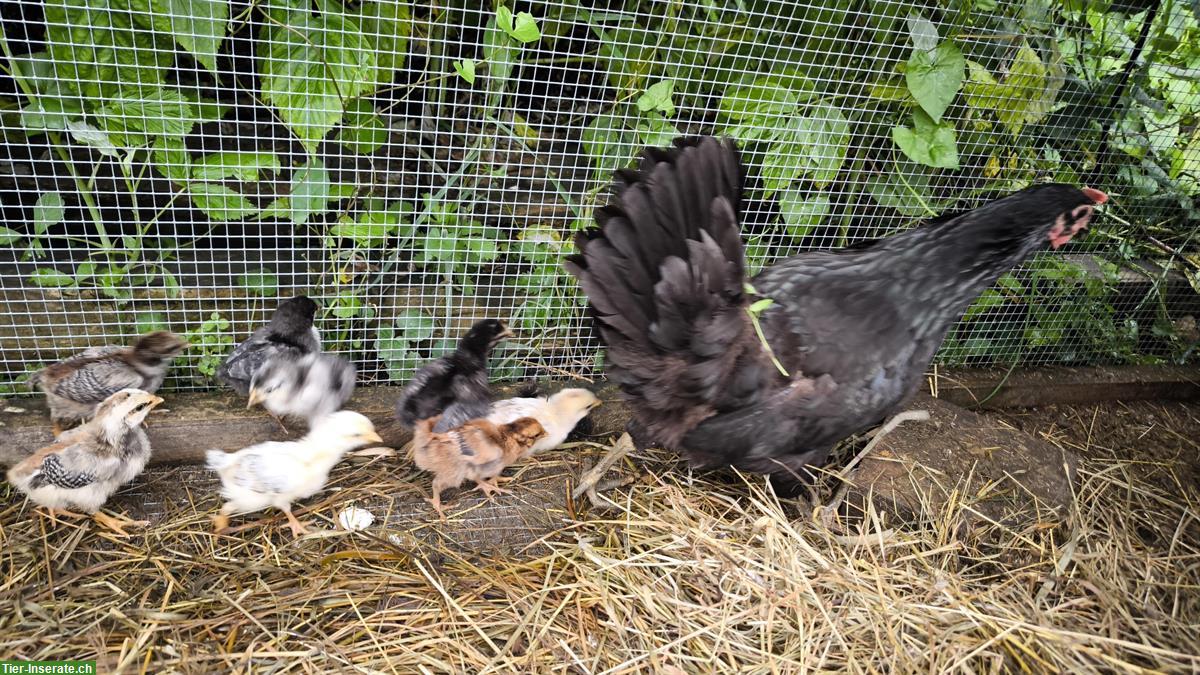 Bild 3: Glucke mit 9 Küken zu verkaufen