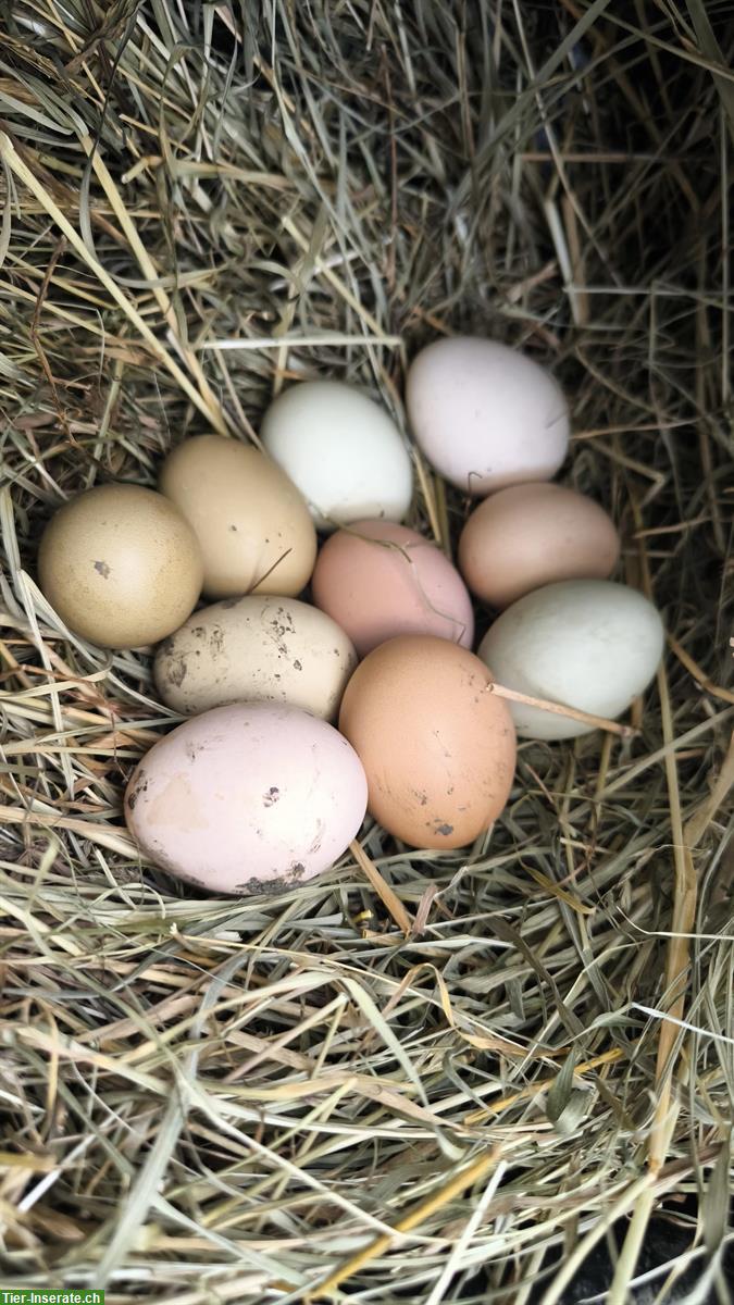 Bild 4: Glucke mit 9 Küken zu verkaufen