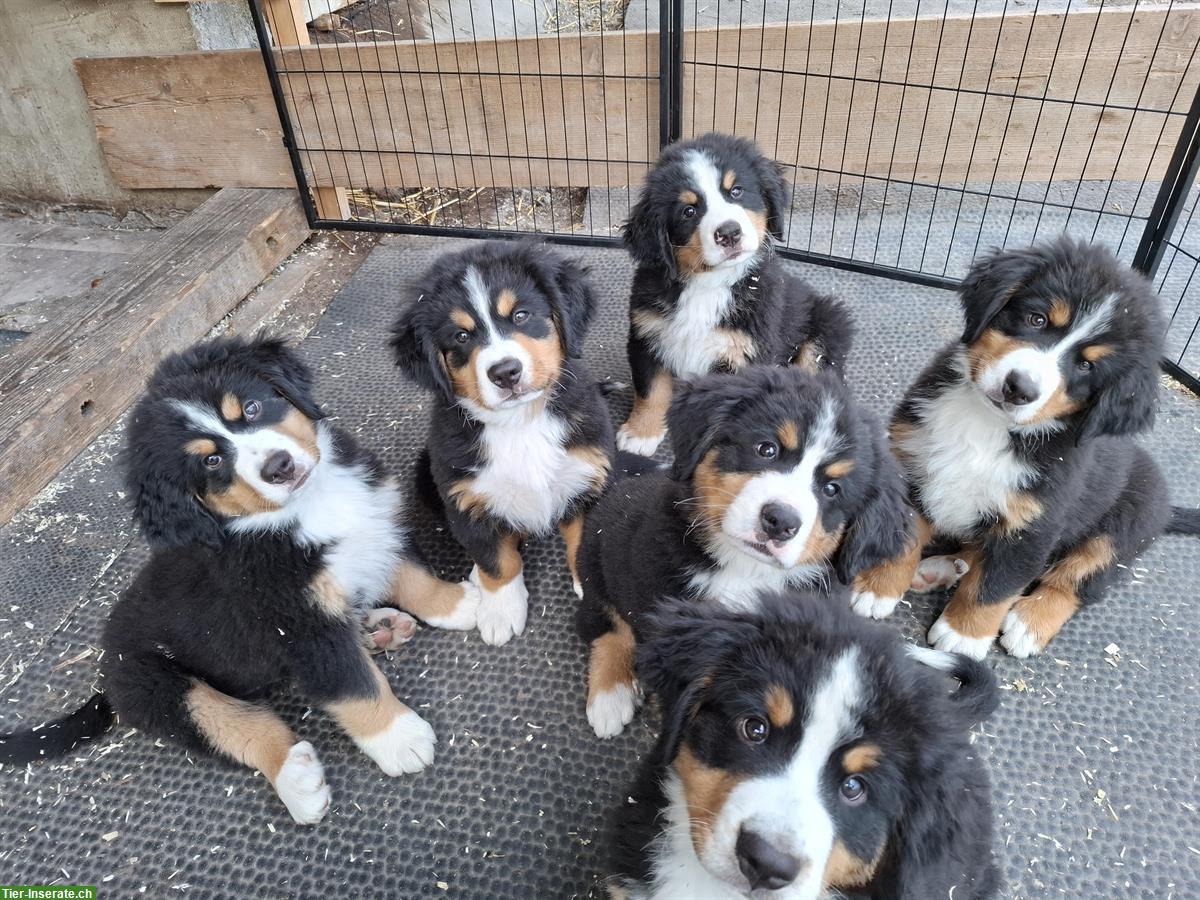 Berner Sennenhund Welpen, männlich