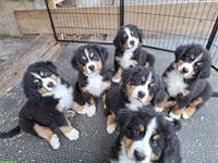 Berner Sennenhund Welpen, männlich