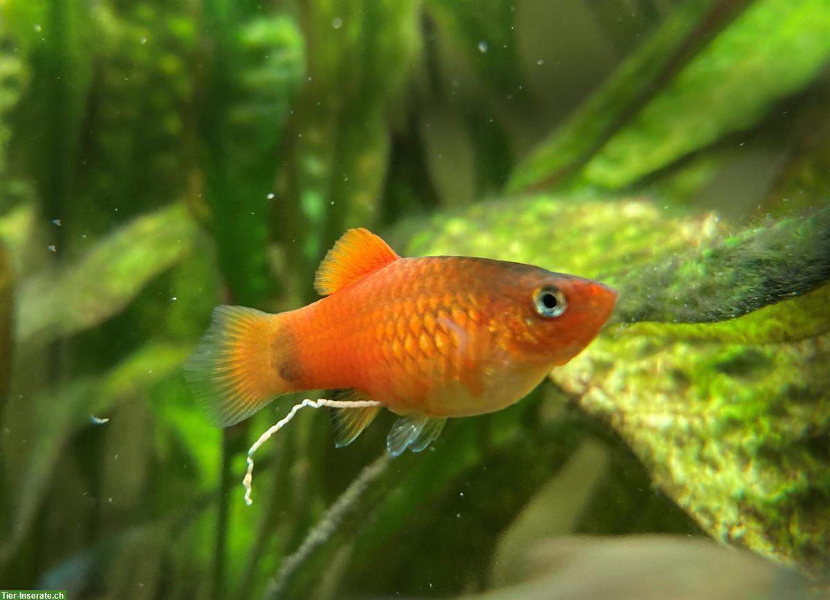Platys von Privat günstig abzugeben