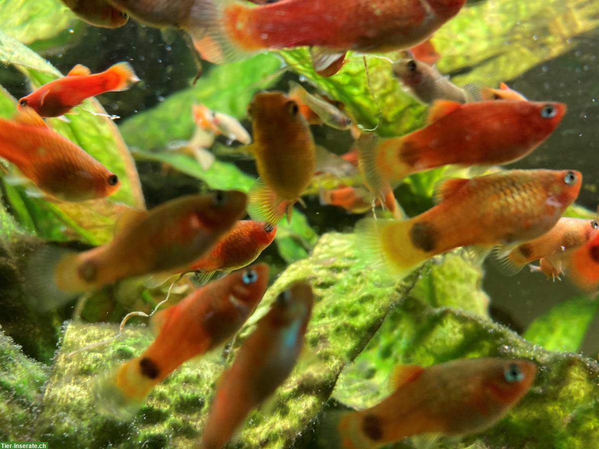 Bild 2: Platys von Privat günstig abzugeben