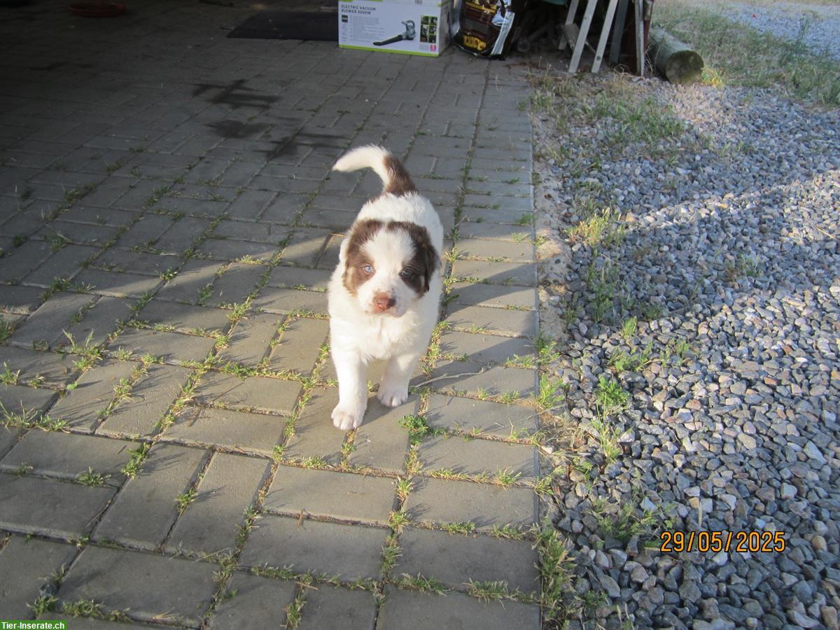 Bild 4: Portugiesische Herdenschutzhunde Welpen abzugeben