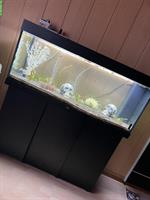 Grosses Aquarium JUWEL RIO 240L mit Zubehör, Top Zustand!
