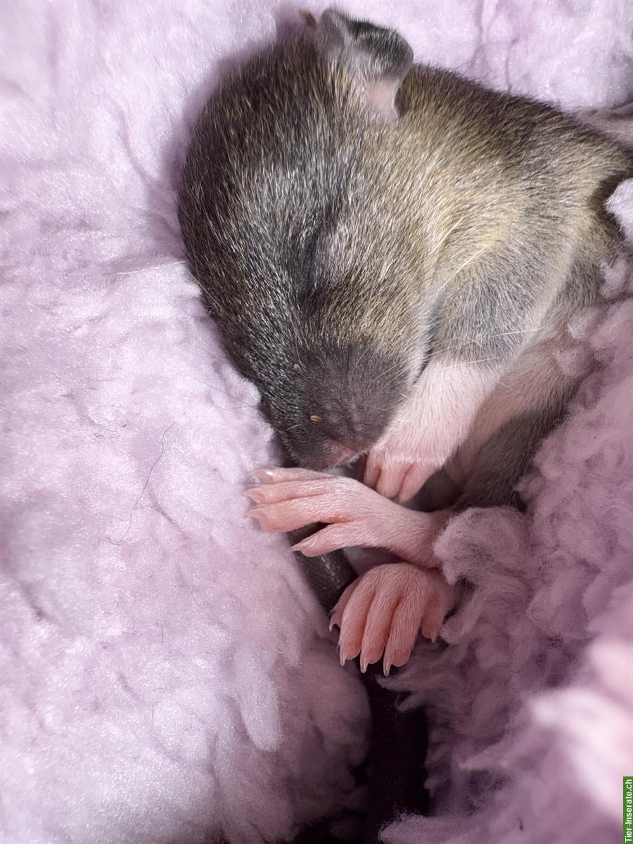 Zuckersüsse Baby Ratten suchen liebevolles Zuhause