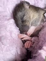 Zuckersüsse Baby Ratten suchen liebevolles Zuhause