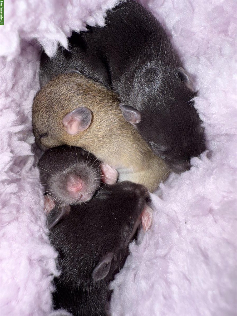 Bild 2: Zuckersüsse Baby Ratten suchen liebevolles Zuhause