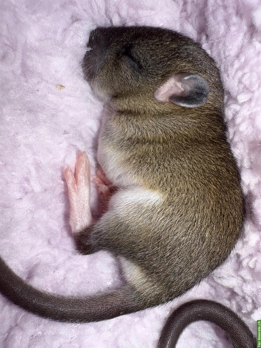 Bild 3: Zuckersüsse Baby Ratten suchen liebevolles Zuhause