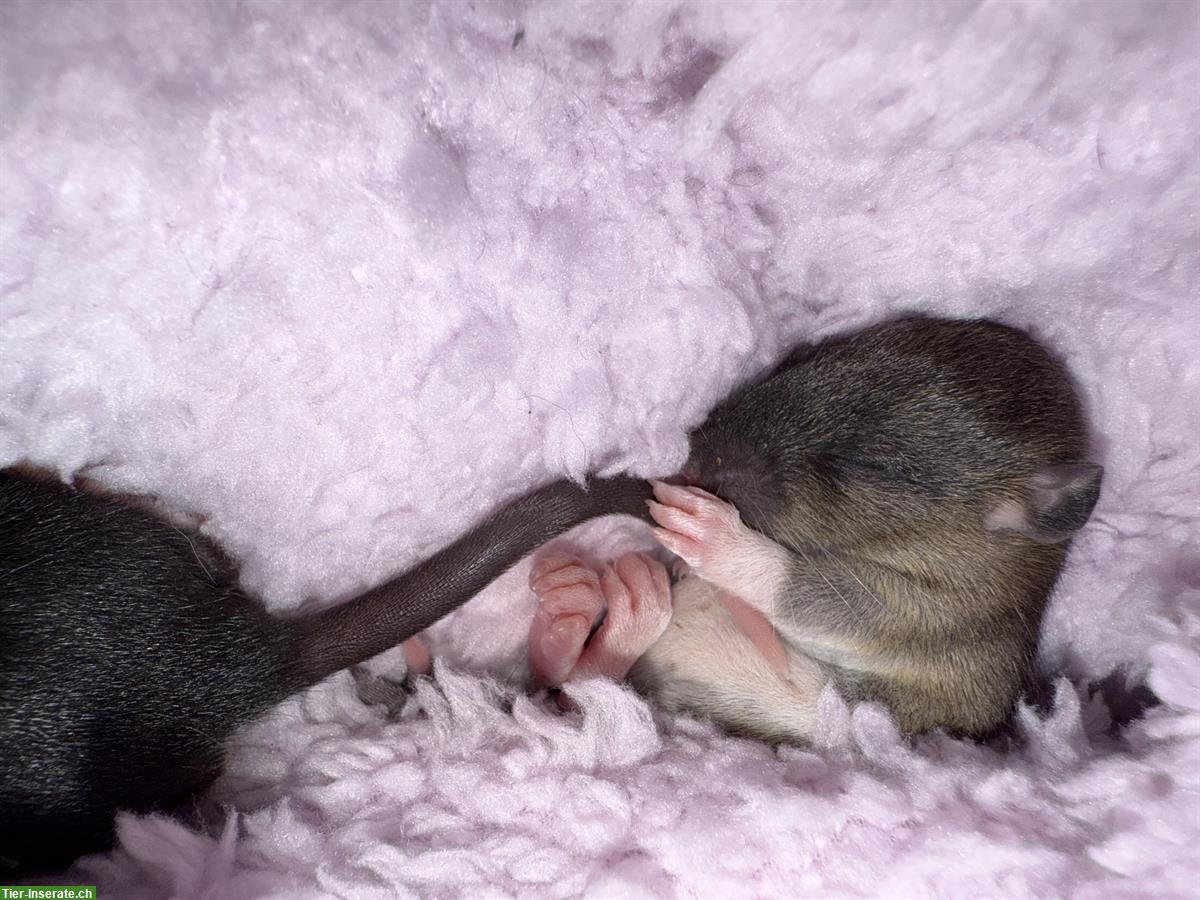 Bild 4: Zuckersüsse Baby Ratten suchen liebevolles Zuhause