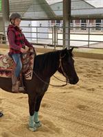 Quarter Pony mit Top Abstammung, Familie, Therapie & Reining