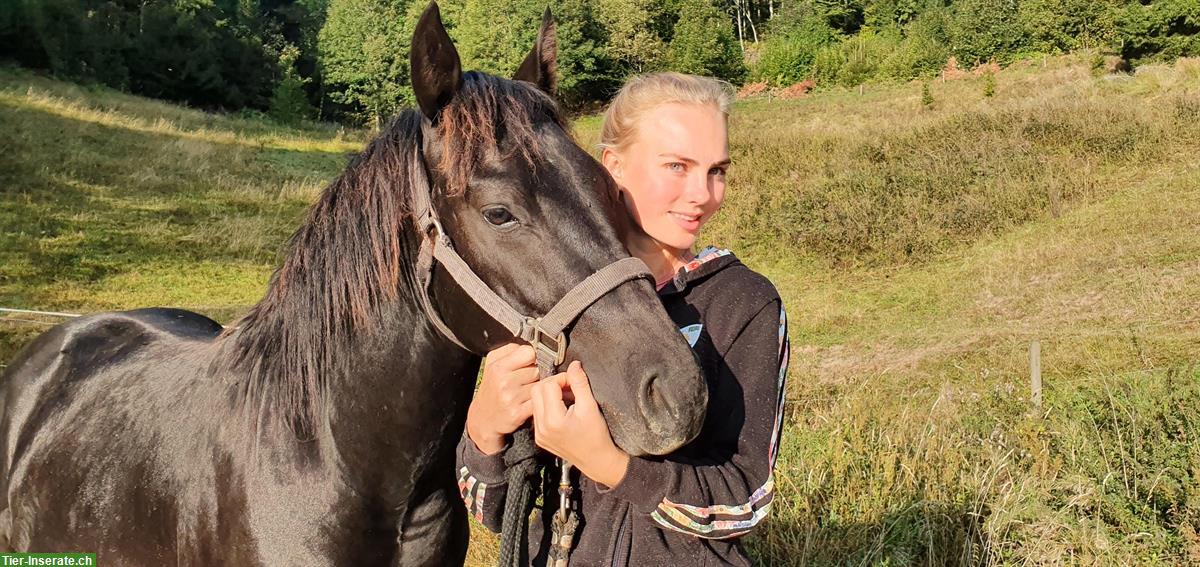 Bild 2: Quarter Pony mit Top Abstammung, Familie, Therapie & Reining
