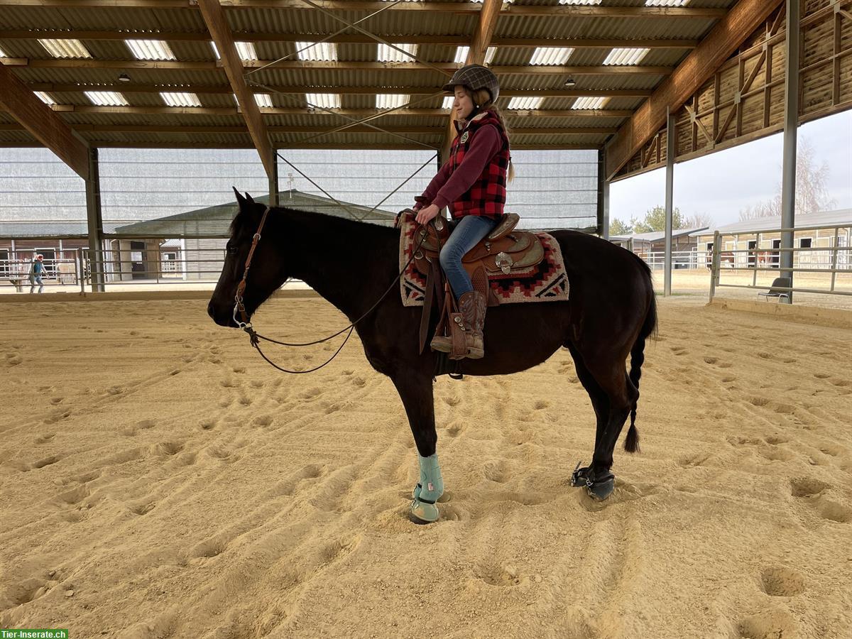 Bild 3: Quarter Pony mit Top Abstammung, Familie, Therapie & Reining