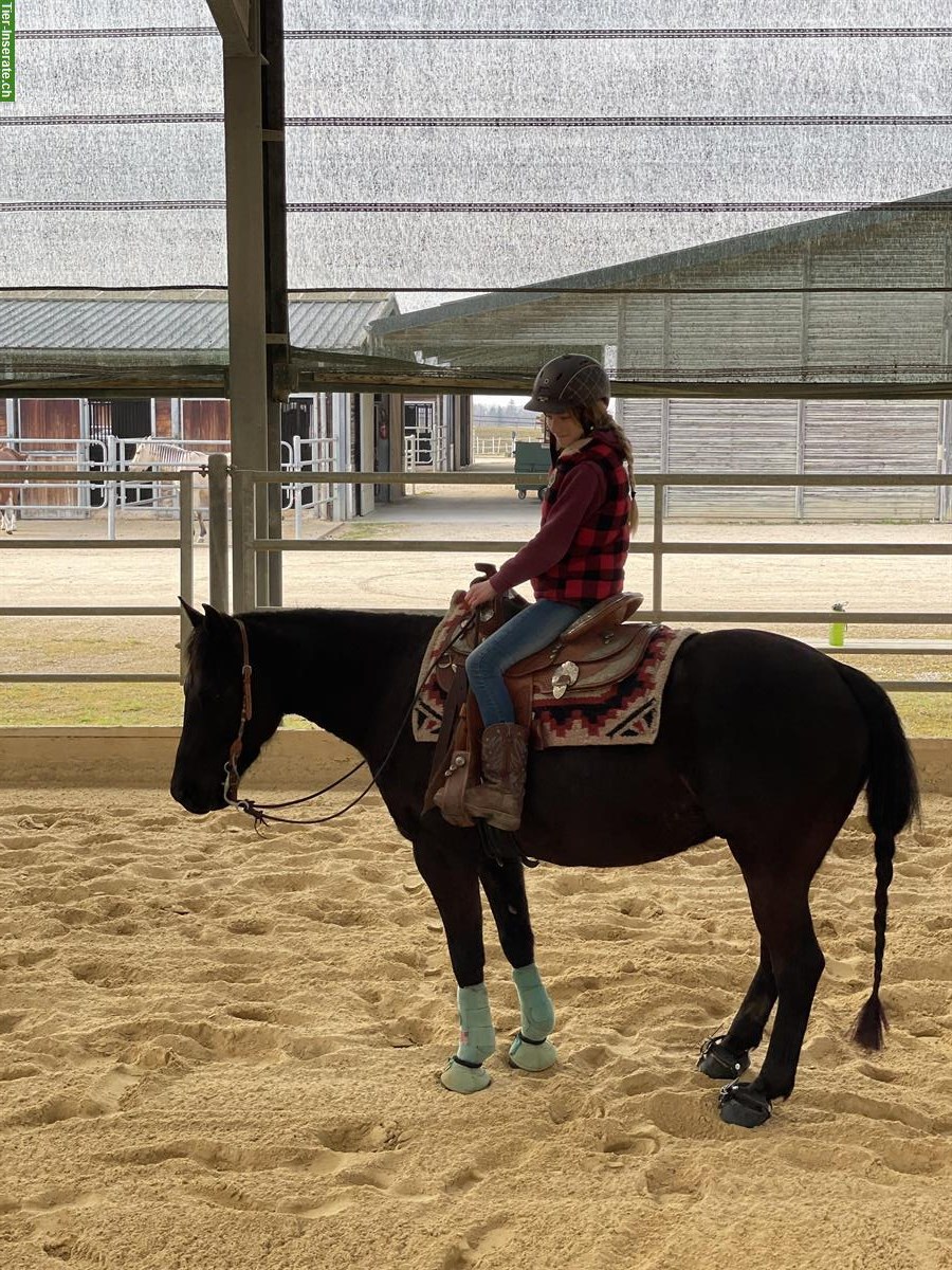 Bild 4: Quarter Pony mit Top Abstammung, Familie, Therapie & Reining
