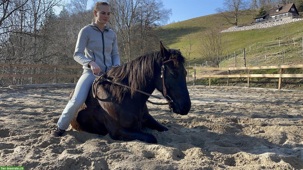 Bild 5: Quarter Pony mit Top Abstammung, Familie, Therapie & Reining