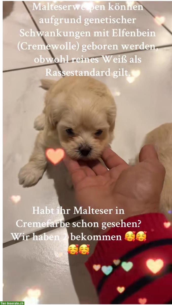 Reinrassige Malteser Welpen zu verkaufen