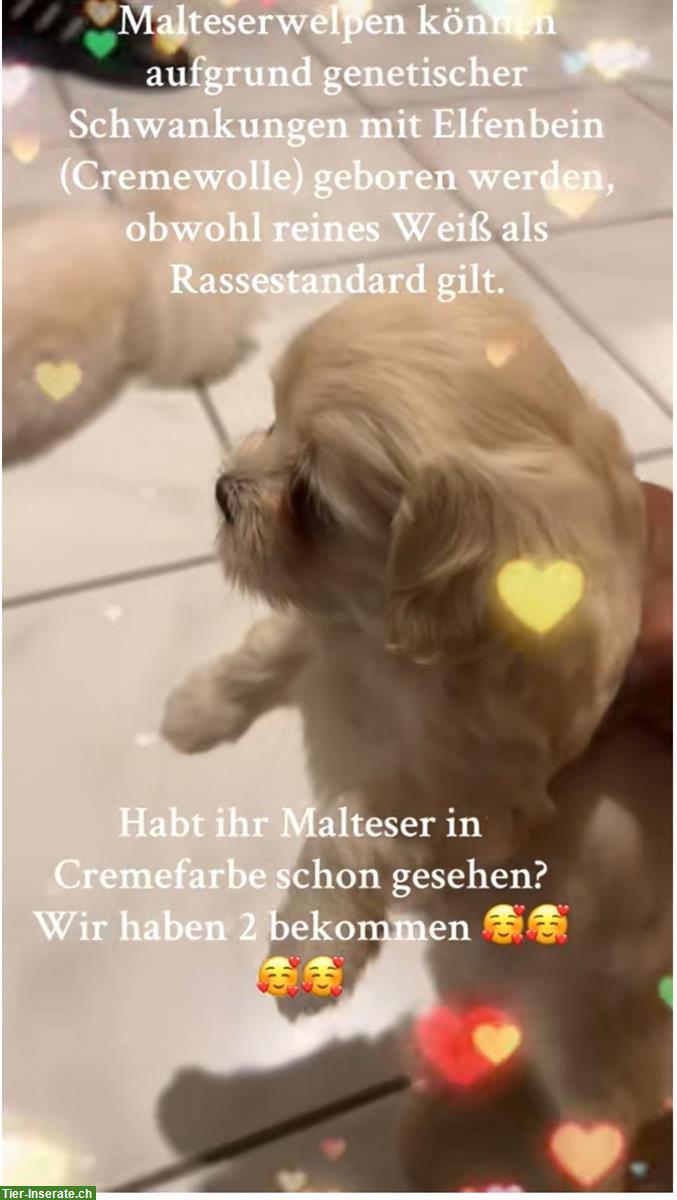 Bild 2: Reinrassige Malteser Welpen zu verkaufen