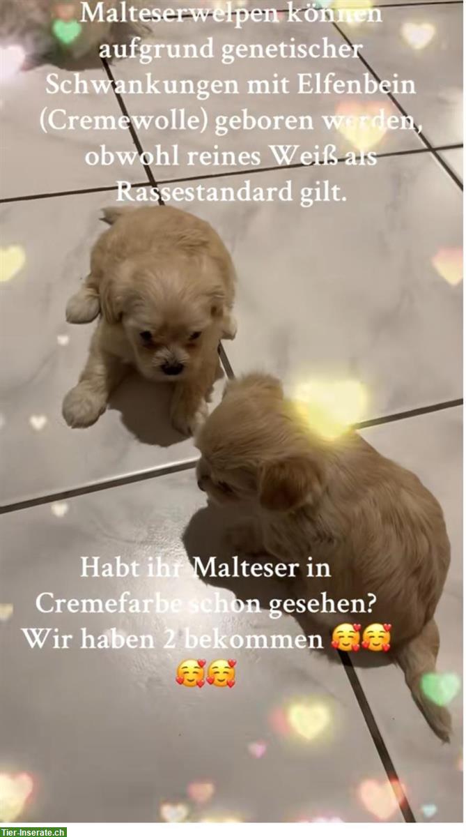 Bild 3: Reinrassige Malteser Welpen zu verkaufen