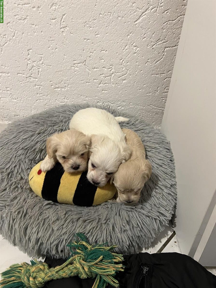 Bild 4: Reinrassige Malteser Welpen zu verkaufen