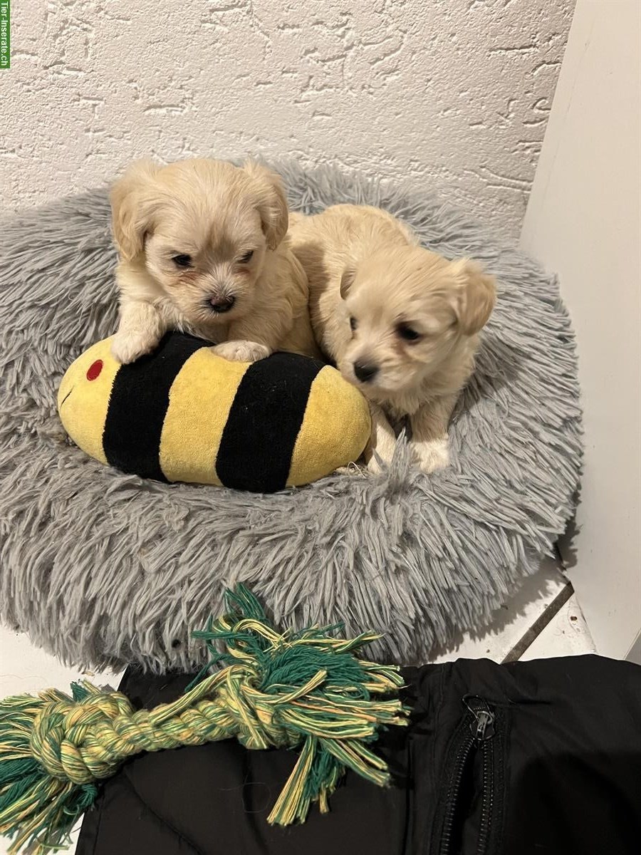 Bild 5: Reinrassige Malteser Welpen zu verkaufen