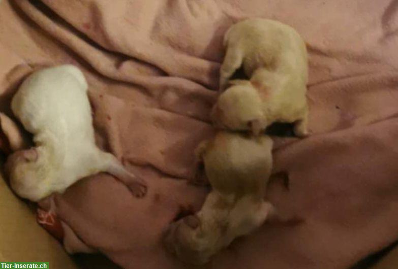 Bild 6: Reinrassige Malteser Welpen zu verkaufen