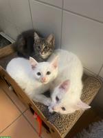 Süsse Babykatze männlich sucht guten Platz