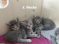 Reinrassige Maine Coon Kitten, grau / weiss