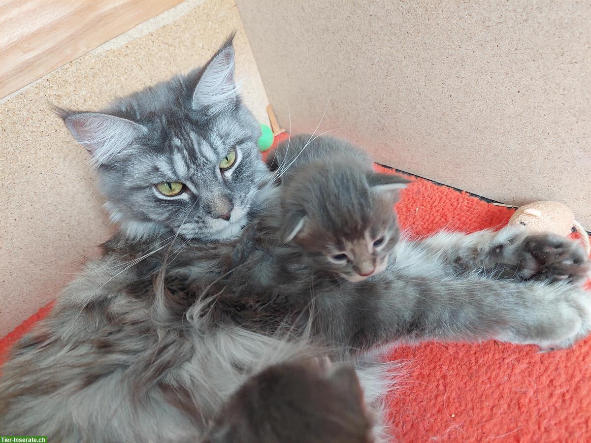 Bild 2: Reinrassige Maine Coon Kitten, grau / weiss