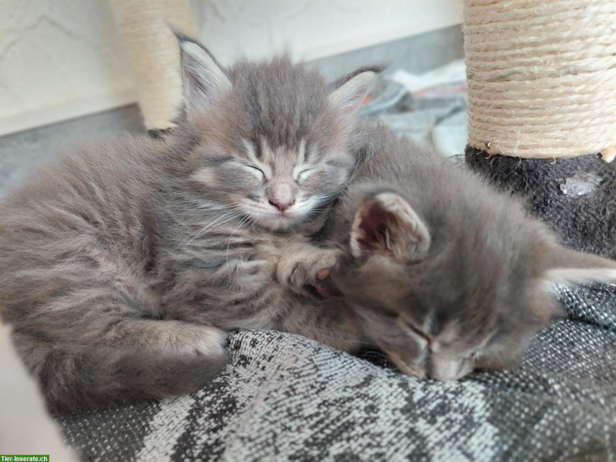 Bild 3: Reinrassige Maine Coon Kitten, grau / weiss