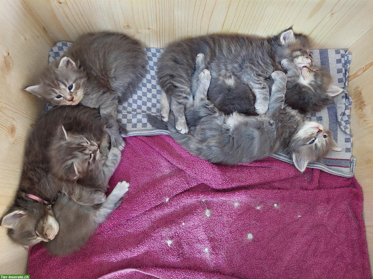 Bild 4: Reinrassige Maine Coon Kitten, grau / weiss