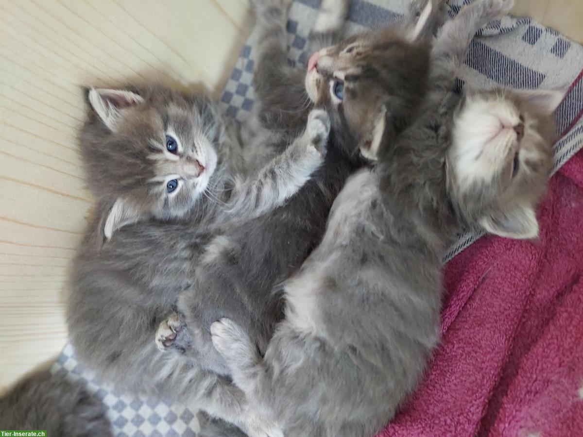 Bild 5: Reinrassige Maine Coon Kitten, grau / weiss