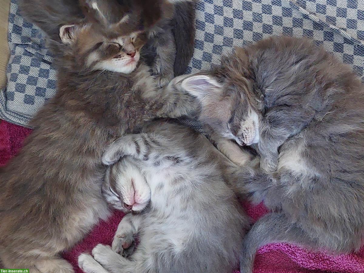 Bild 7: Reinrassige Maine Coon Kitten, grau / weiss