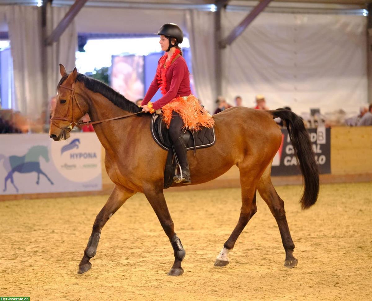 Suche Reitbeteiligung / Mitbetreuung, Region Längenberg BE