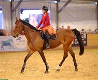 Suche Reitbeteiligung / Mitbetreuung, Region Längenberg BE