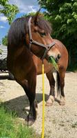 🌿 Reitbeteiligung für jungen Kaltblutwallach gesucht 🌿 Kanton Bern