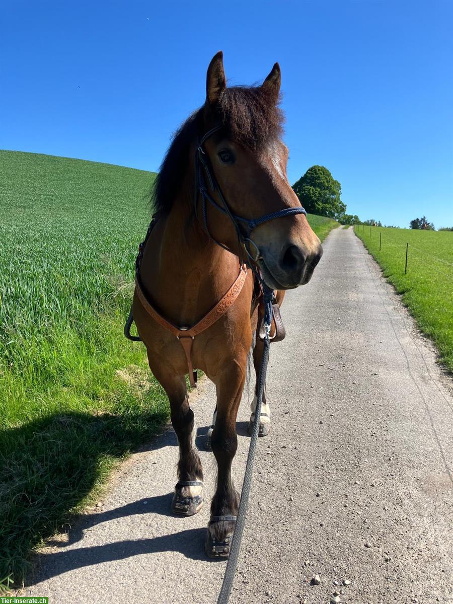 Bild 3: 🌿 Reitbeteiligung für jungen Kaltblutwallach gesucht 🌿 Kanton Bern