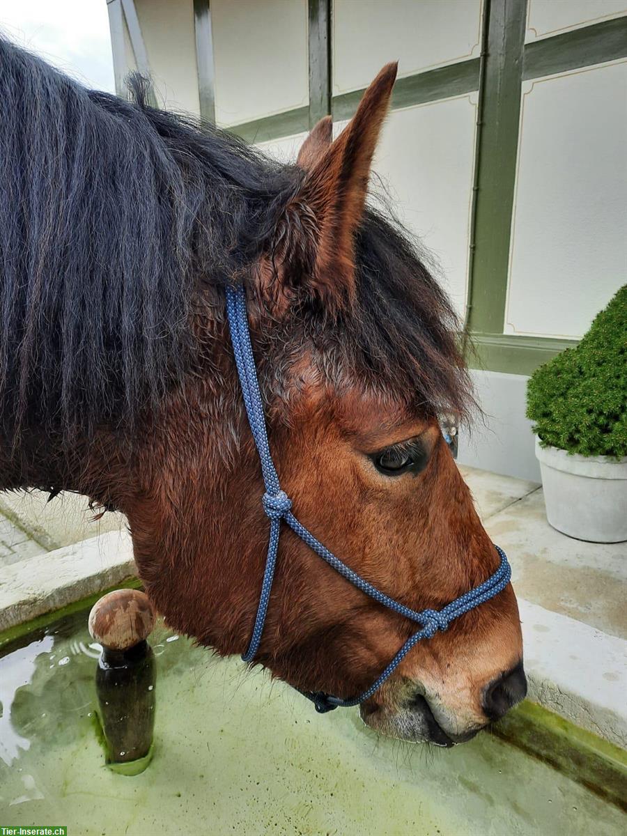 Bild 4: 🌿 Reitbeteiligung für jungen Kaltblutwallach gesucht 🌿 Kanton Bern