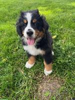 3 Berner Sennenhund Welpen zu verkaufen