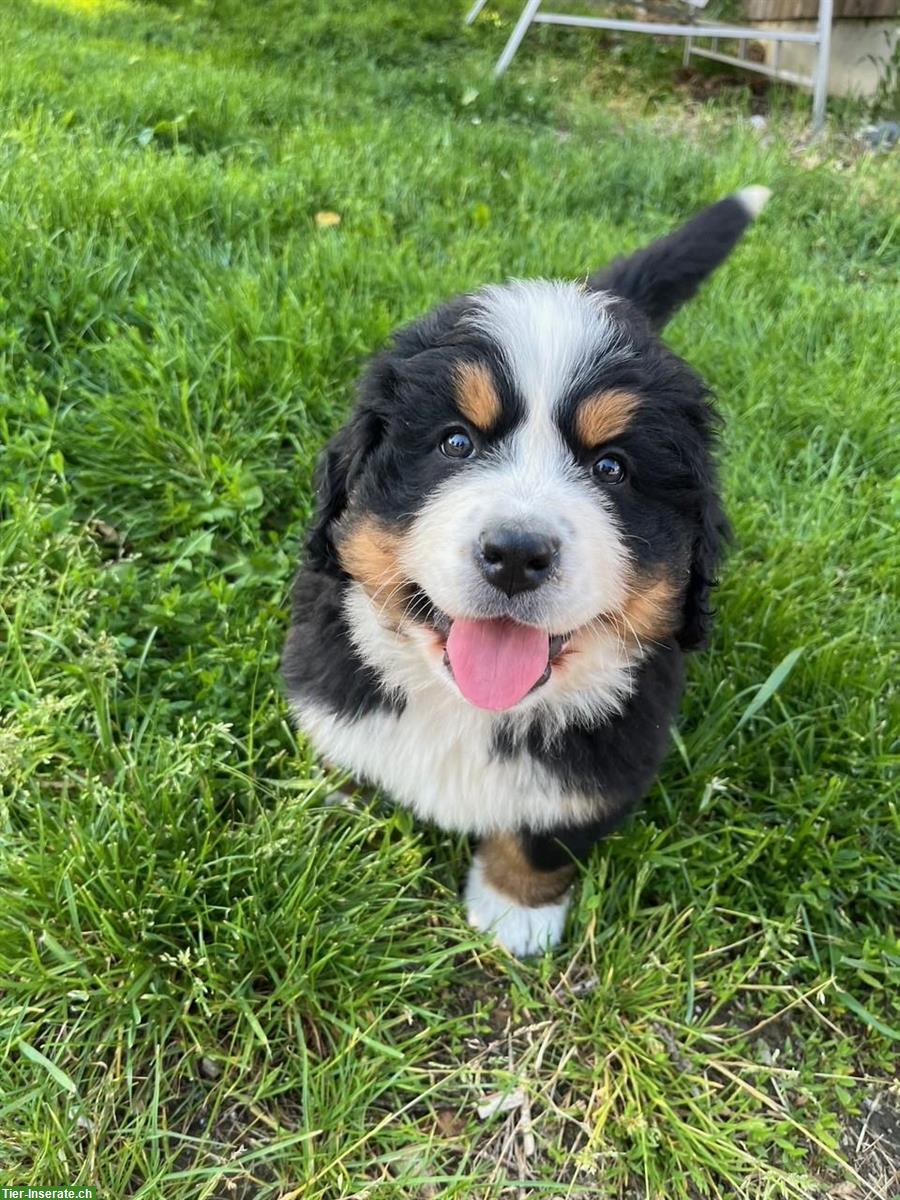 Bild 2: 3 Berner Sennenhund Welpen zu verkaufen
