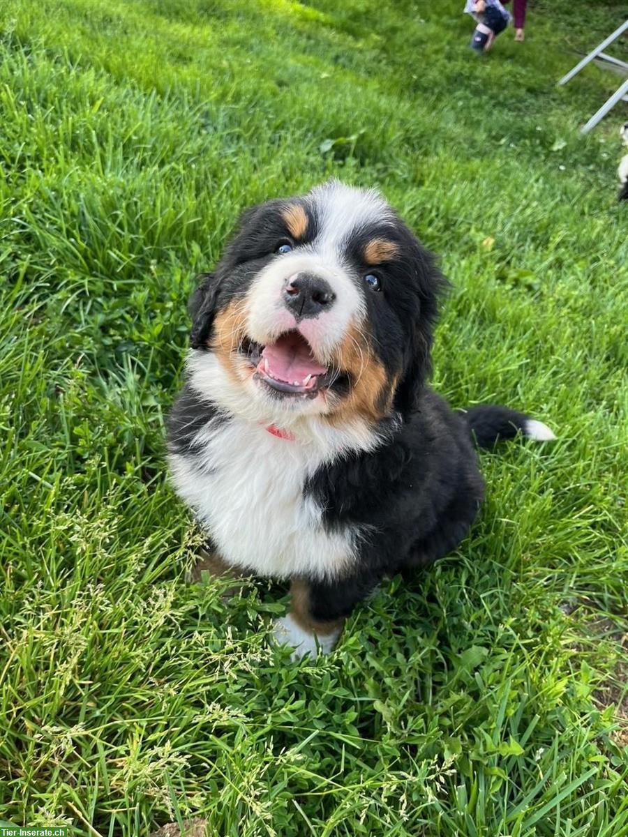 Bild 3: 3 Berner Sennenhund Welpen zu verkaufen
