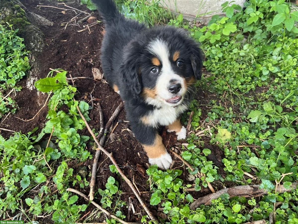 Bild 4: 3 Berner Sennenhund Welpen zu verkaufen