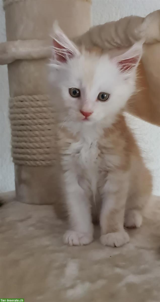 Maine Coon Kitten Kater suchen liebes Zuhause