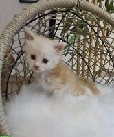 Maine Coon Kitten Kater suchen liebes Zuhause
