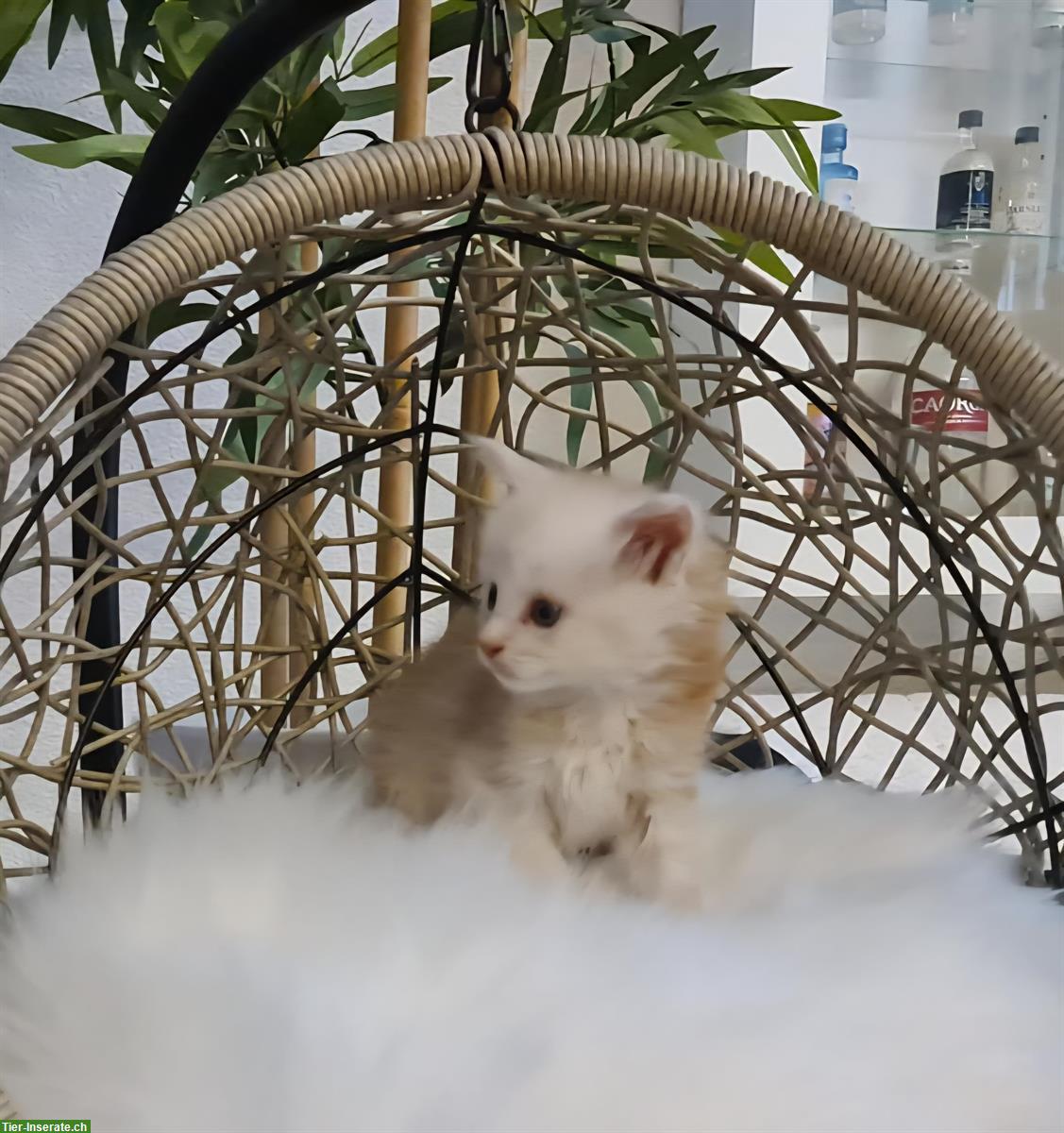Bild 3: Maine Coon Kitten Kater suchen liebes Zuhause