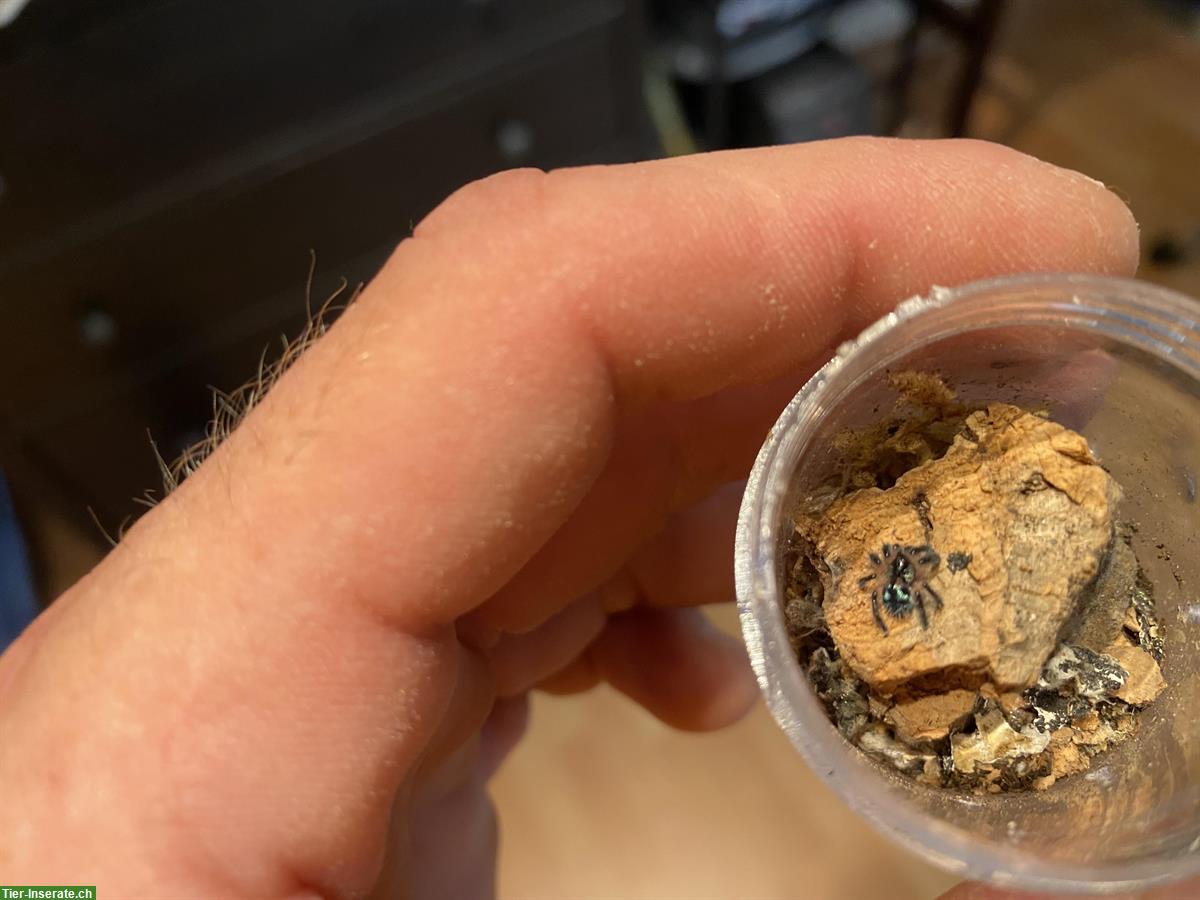 Bild 2: Typhochlaena seladonia Vogelspinnen Jungtiere