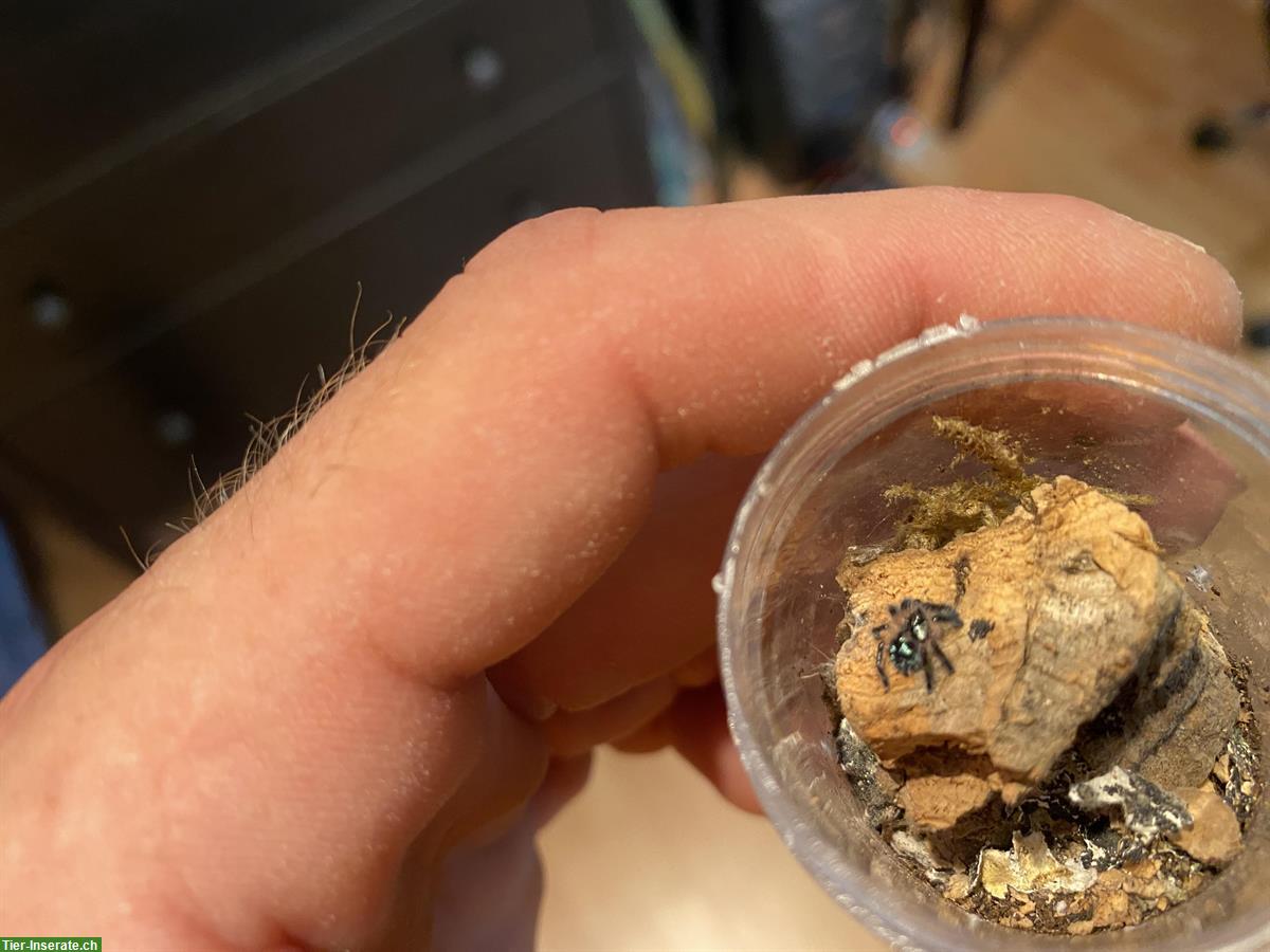 Bild 3: Typhochlaena seladonia Vogelspinnen Jungtiere