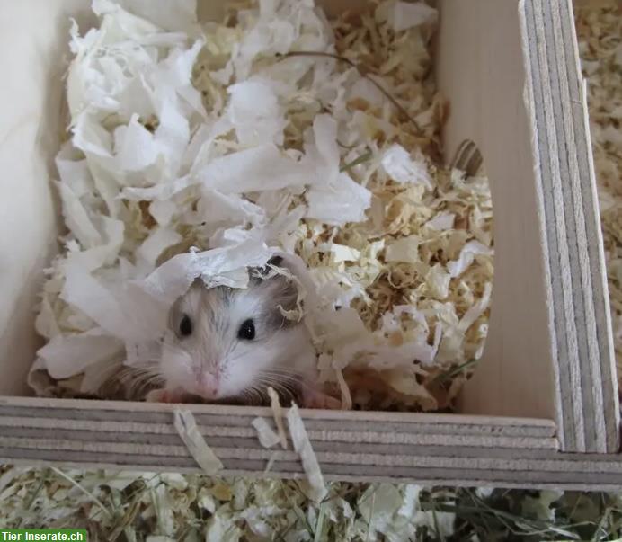 Bild 2: Süsse Roborowski Zwerghamster Babys