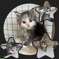 Maine Coon Kitten, Weibchen sucht ein Zuhause