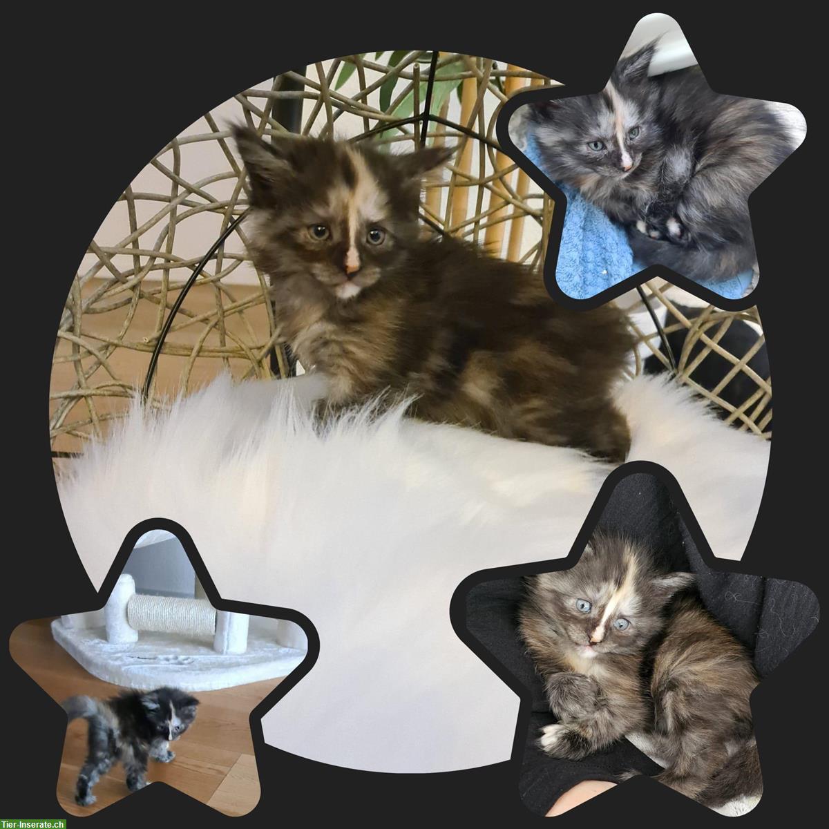 Bild 2: Maine Coon Kitten, Weibchen sucht ein Zuhause