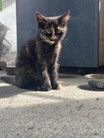 2 Katzenbabys vom Bauernhof suchen liebes Zuhause